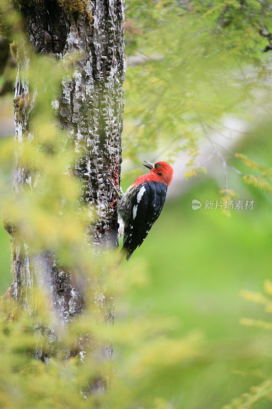 红胸沙锥虫(Sphyrapicus ruber)搜寻昆虫。